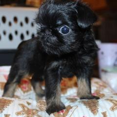 Girl 2 - Black and tan female Brussels Griffon puppy in Huntsville, Alabama from Tammy's Brussels