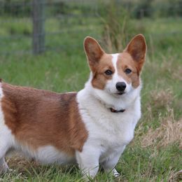 Hazel - Pembroke Welsh Corgi