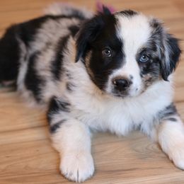 Kalispell - Blue merle Australian Shepherd puppy in Noxon, Montana from MITIN Aussies AKC Standard Australian Shepherds
