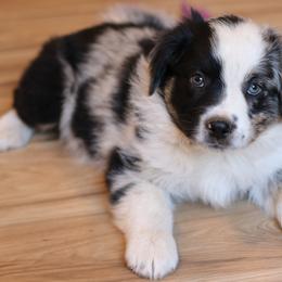 Kalispell - Blue merle Australian Shepherd puppy in Noxon, Montana from MITIN Aussies AKC Standard Australian Shepherds