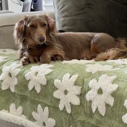 Maple - Dachshund