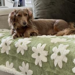 Maple - Dachshund