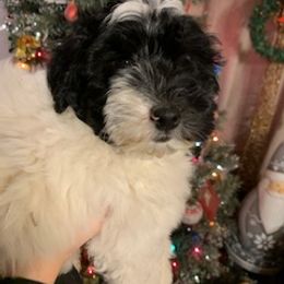Goldendoodle, Bernedoodle, Poodle, Sheepadoodle, and Yorkshire Terrier Puppies from Free State Pedigrees