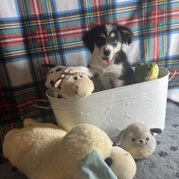 George - Black tri male Toy Australian Shepherd puppy in Woodlake, California from For the Love of Aussie