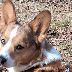 Boston Terriers and Pembroke Welsh Corgis from Battlefield Kennels