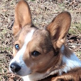 Boston Terriers and Pembroke Welsh Corgis from Battlefield Kennels