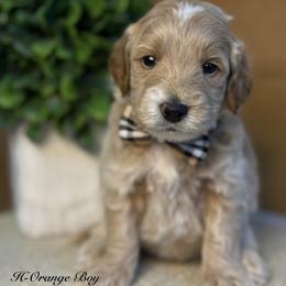 H-Orange Boy - Apricot male Goldendoodle puppy in Lewisville, Texas from Texas Goldendoodle Lovers