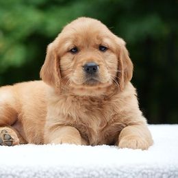 Tilly - Dark golden female Golden Retriever puppy in Saint Joe, Indiana from Golden Acres Farm