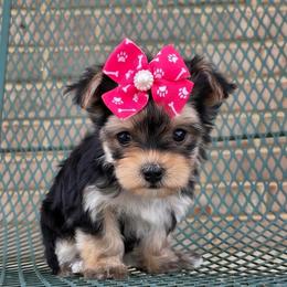 Dolly - Black & tan tri-color female Morkie puppy in Monticello, Iowa from Ashley’s Puppies