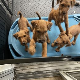 Irish Terrier Puppies from James' Irish Terriers