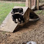 Standard Schnauzer Puppies from Moon Flower Farm