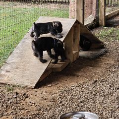 Standard Schnauzer Puppies from Moon Flower Farm