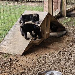 Standard Schnauzer Puppies from Moon Flower Farm