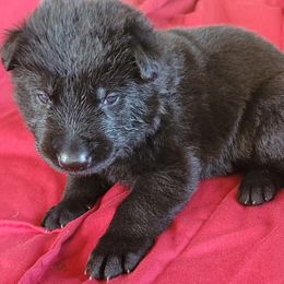 Boy 2  Blue collar - German Shepherd puppy from Sunset Ranch and Kennel