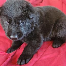 Boy 2  Blue collar - German Shepherd puppy from Sunset Ranch and Kennel