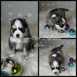 Lucy - Silver and white female Pomsky puppy in Rossville, Georgia from Scenic City Pomskies