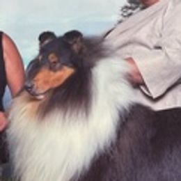 Collies from Scarborough Collies