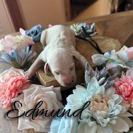 Edmund - White and black male Dalmatian puppy in Mount Vernon, Missouri from Spots & Spirals