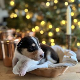 HollyBerry - Black white and tan female Collie puppy in Underwood, Indiana from Third Gen Collies