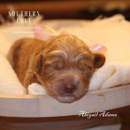 Abigail Adams - Caramel female Australian Labradoodle puppy in Winter Haven, Florida from Southern Cove Labradoodles