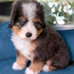 Sean - green collar - Tri-color male Bernedoodle puppy in Yuciapa, California from AlltheDoodlez_
