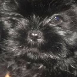 Shih Tzus from Wendy's Shih Tzus