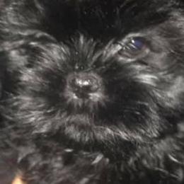 Shih Tzus from Wendy's Shih Tzus