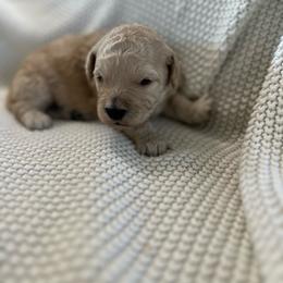 Tucker - Sable male Bernedoodle puppy in Leesport, Pennsylvania from Bechtel’s Doodles