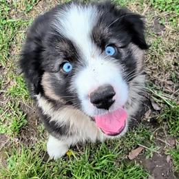Quinn4Boy4- BTM,NBT,AKC,OFAs,Genetics - Black tri-color male Australian Shepherd puppy in South Hill, Virginia from Silverside Aussies LLC