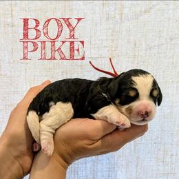 Pike - Tri-color male Bernedoodle puppy in Cambridge, Minnesota from Country Meadow Doodles