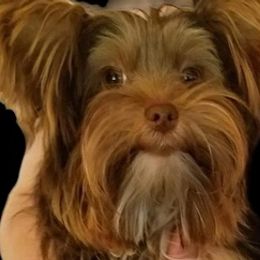 Yorkshire Terriers from Yvonnes Yorkies