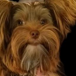 Yorkshire Terriers from Yvonnes Yorkies