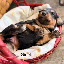 Willow's Aussie-Doxie Girl 4 - Black and tan female Dachshund puppy in Burkesville, Kentucky from Bline’s Awesome Aussies, Aussiedoodles & Doxies at the Bline Family Farm