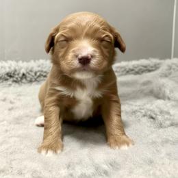 Luna (purple collar) - Apricot female Goldendoodle puppy in Twin Falls, Idaho from Magic Valley Family Doodles