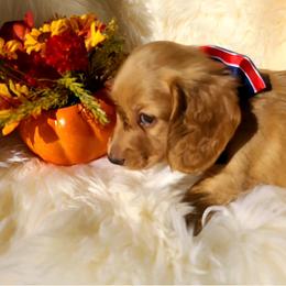 Merle Haggard - Red male Dachshund puppy in Waynesboro, Tennessee from Owl Hollow Farm Miniature Dachshunds