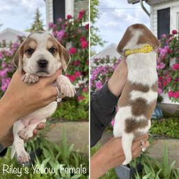 Girl 2 - female Beagle puppy in Brownsville, Oregon from Beagles on the Run