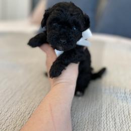Havanese and Havapoo Puppies from Ladypawspuppies