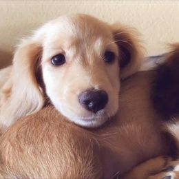 Dachshund Puppies from Loveland Doxies