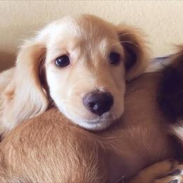 Dachshund Puppies from Loveland Doxies