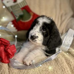 OREO - black and white girl - Black and white female Bernedoodle puppy in Lookout, California from Remington Kennels, LLC