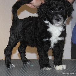 Portuguese Water Dog Puppies from Miraval Portuguese Water Dogs