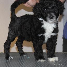 Portuguese Water Dog Puppies from Miraval Portuguese Water Dogs