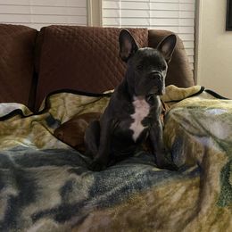 French Bulldog All Grown Up from Hogue's Family Frenchie's