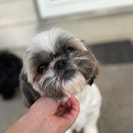 MISSY - Shih Tzu