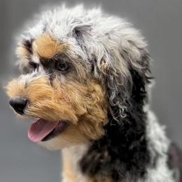 Lark - Merle female Cockapoo puppy in Lebanon, Kentucky from Mosaic Merle Doodles