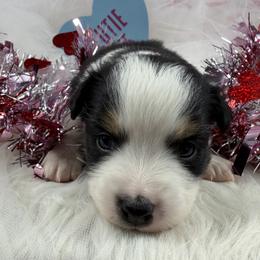 Drift - Black tri male Miniature Australian Shepherd puppy in Dysart, Iowa from Graceful Acres