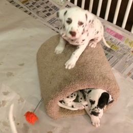 Dalmatian Puppies from Matchless Dalmatians