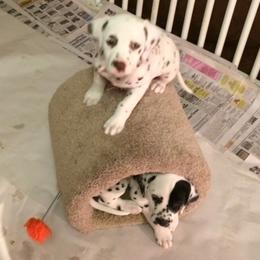 Dalmatian Puppies from Matchless Dalmatians