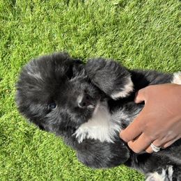 Newfoundland Puppies from Knallhart Kennels