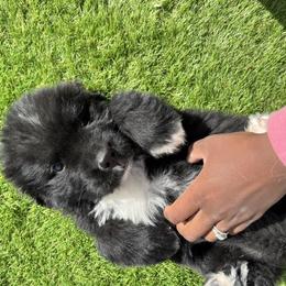 Newfoundland Puppies from Knallhart Kennels